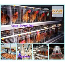 Layer Cages in Poultry House for Chicken with Low Price